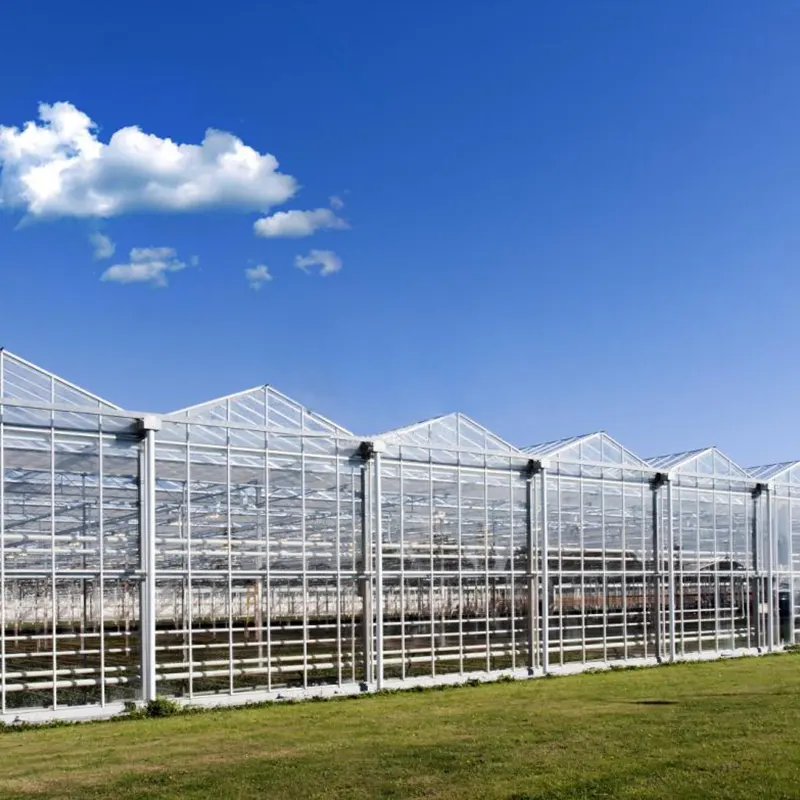 PC Plate Multi-Span Greenhouse