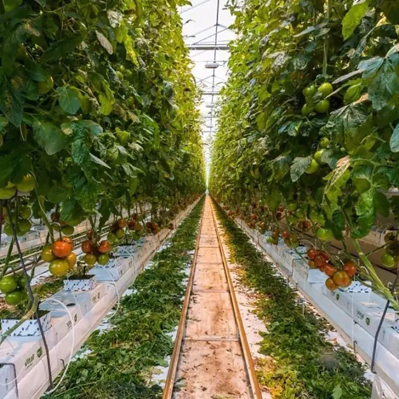 الدفيئة متعددة الامتدادات لزراعة الفاكهة الدفيئة متعددة الامتدادات لزراعة الفاكهة