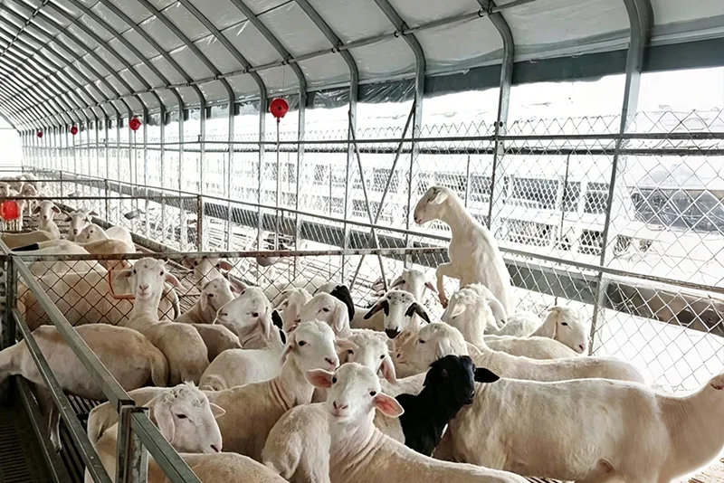الدفيئات الزراعية للماشية