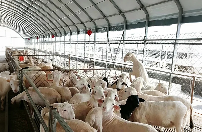 ما الذي يجب مراعاته عند اختيار صوبات الثروة الحيوانية للمشاريع الزراعية؟