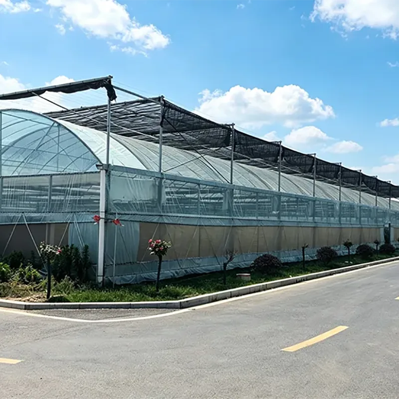 EVA-Film Multi-Span Greenhouse