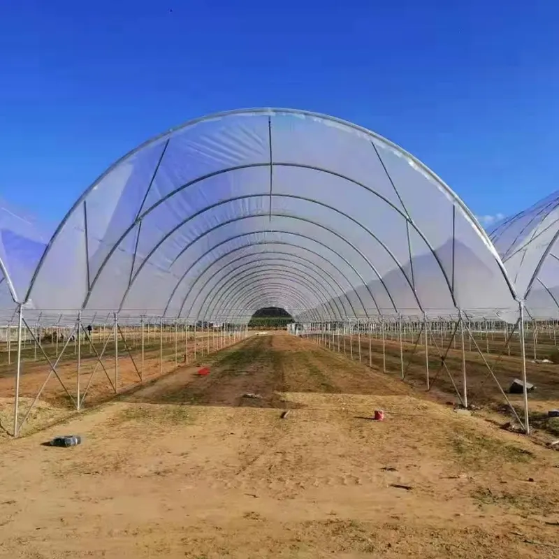 Y-Column Round-Arch Simple Multi-Span Greenhouse