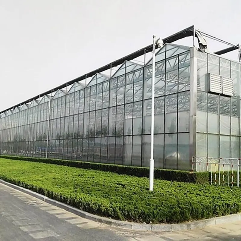 Seedling-Cultivating Multi-Span Greenhouse