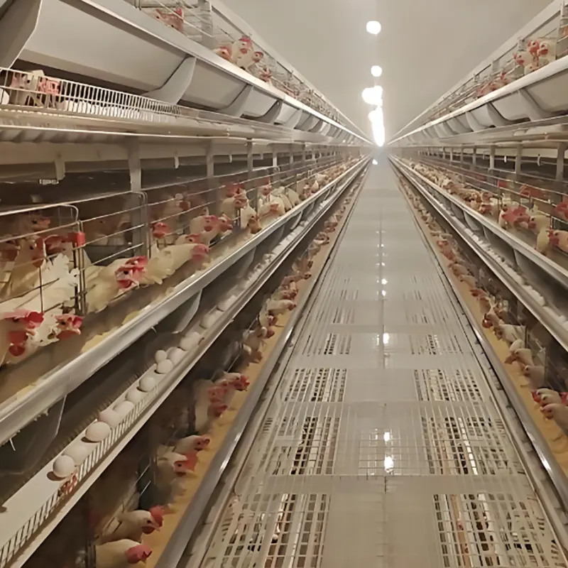 Layer Chicken Breeding Shed